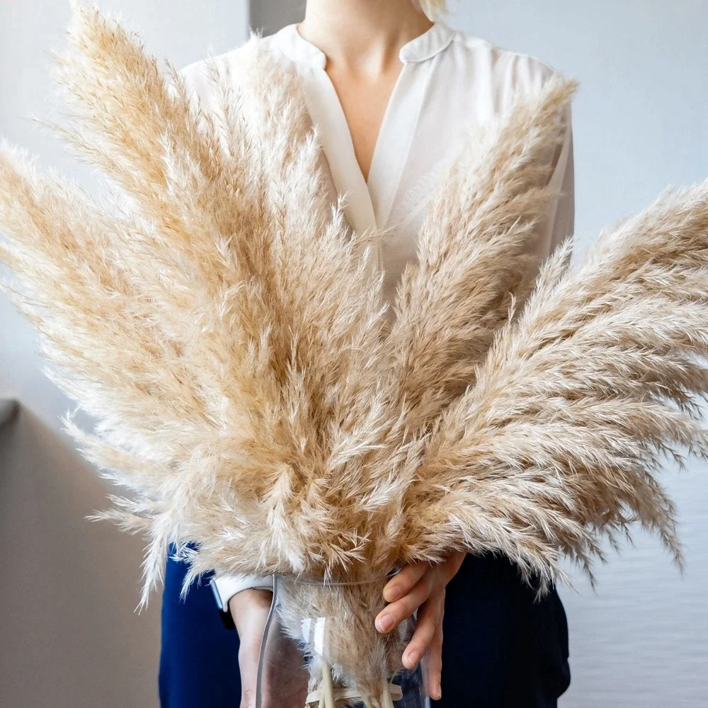 120cm - 130cm Fluffy Large Pam - Dried Flower Bulk 리뷰 및 가격