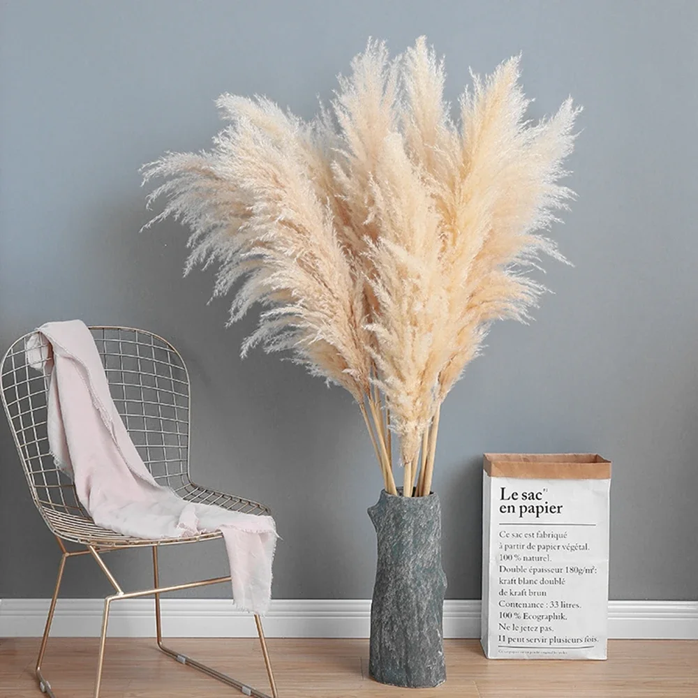 120cm - 130cm Fluffy Large Pam - Dried Flower Bulk 리뷰 및 가격