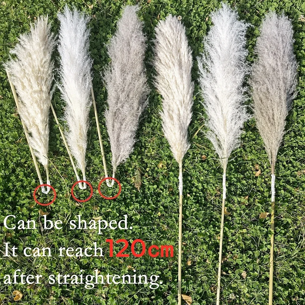 120cm - 130cm Fluffy Large Pam - Dried Flower Bulk 리뷰 및 가격