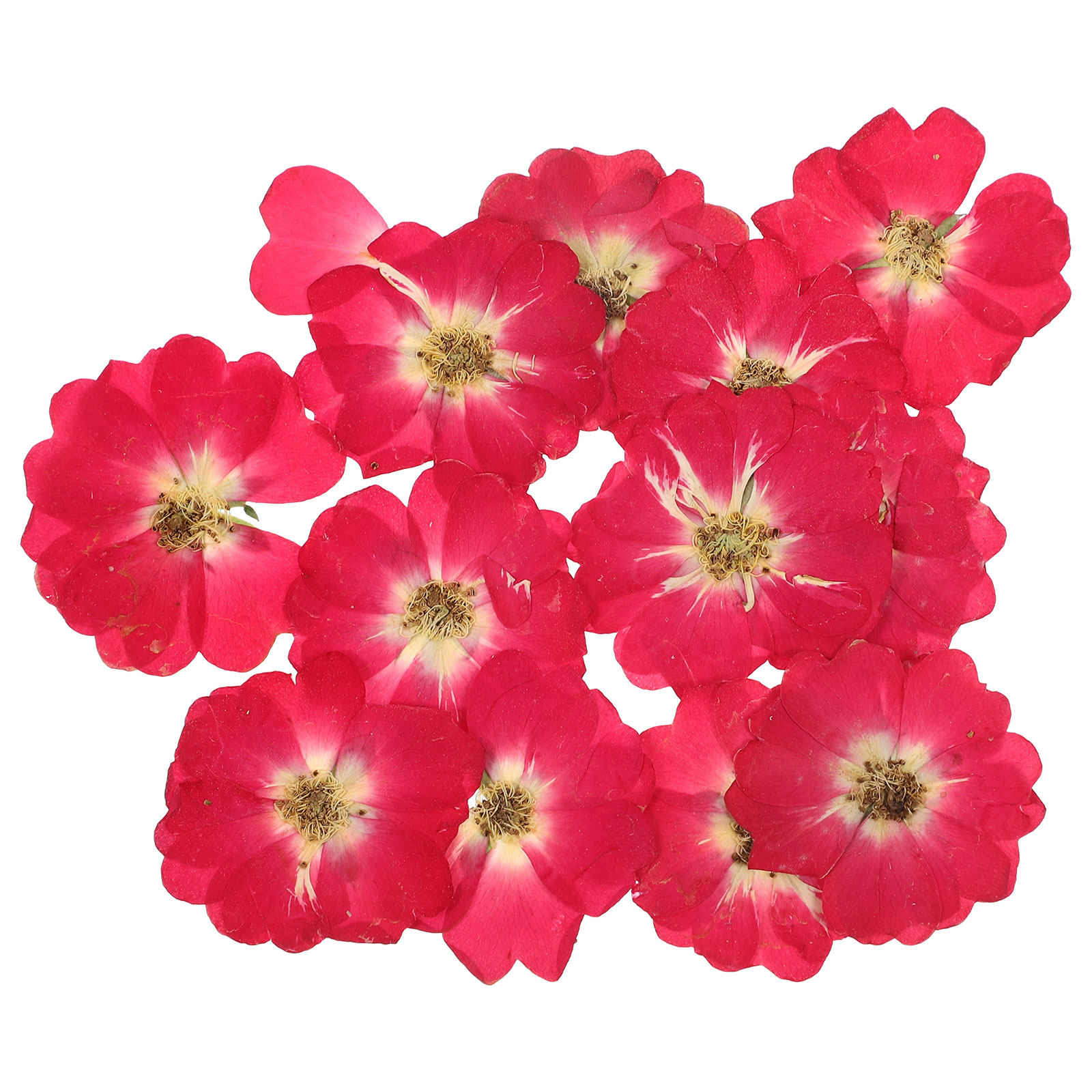 12Pcs Natural Dried Rose Press - Resin Jewelry Kit 리뷰 및 가격