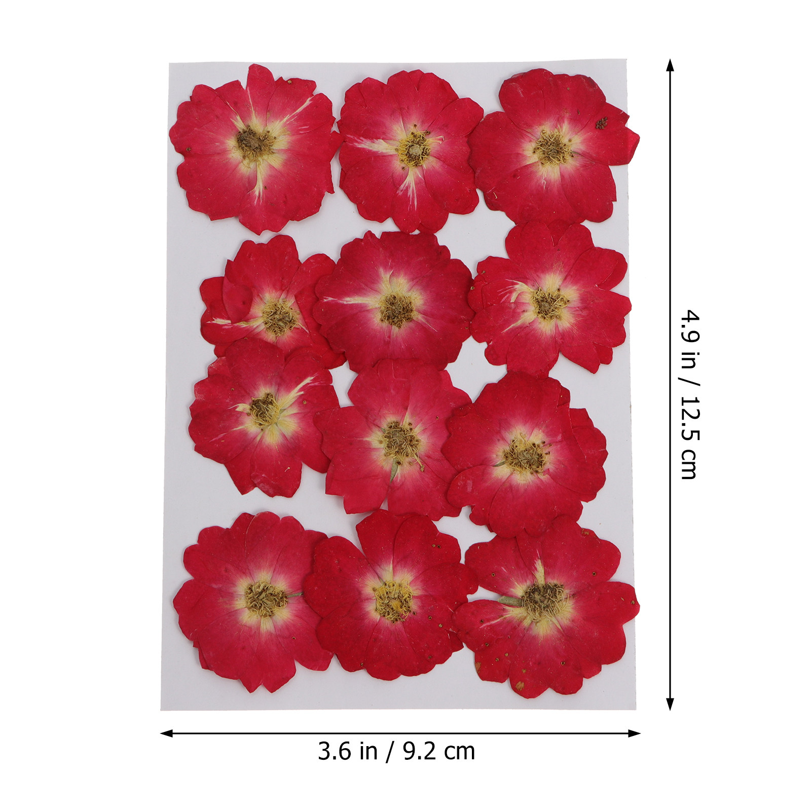 12Pcs Natural Dried Rose Press - Resin Jewelry Kit 리뷰 및 가격