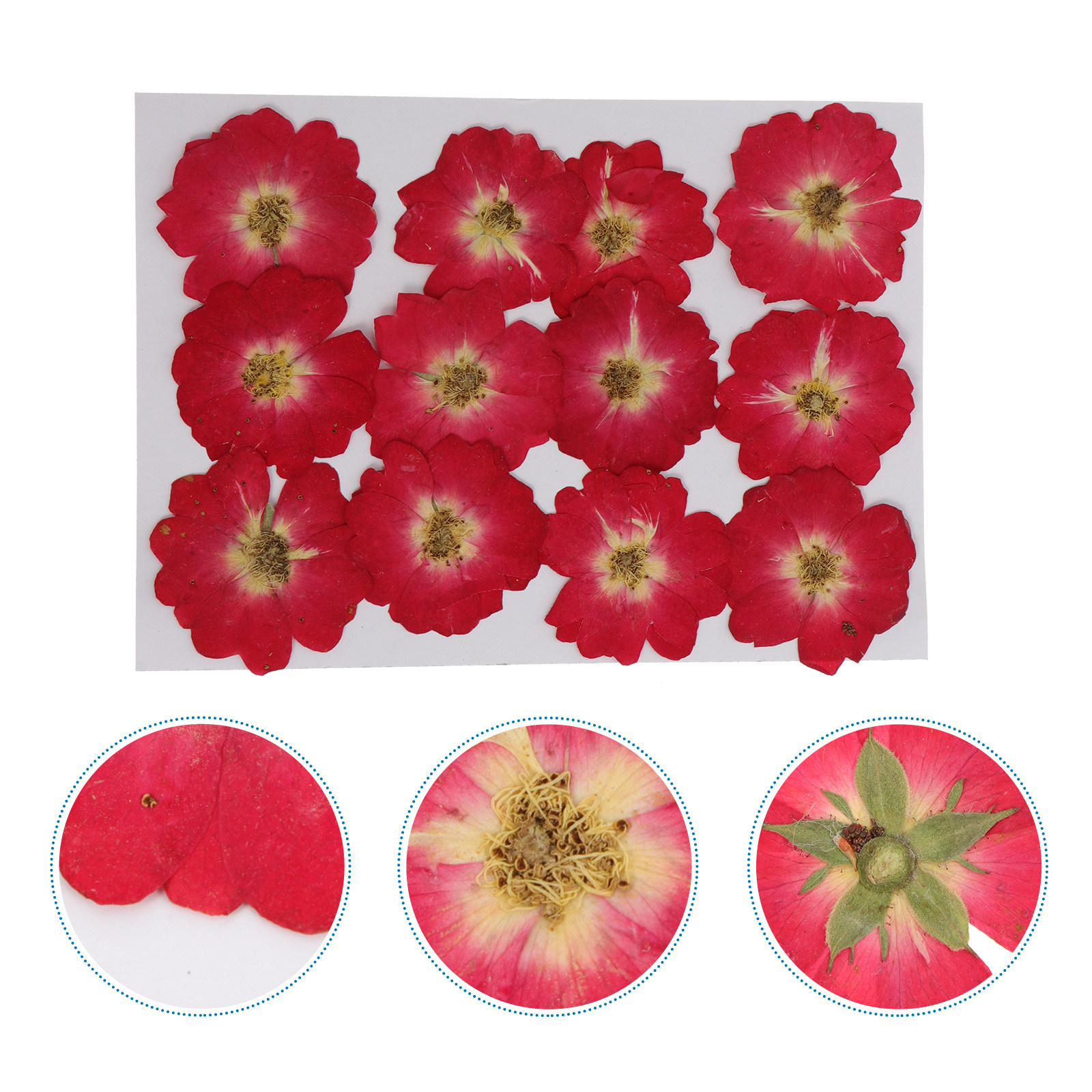 12Pcs Natural Dried Rose Press - Resin Jewelry Kit 리뷰 및 가격