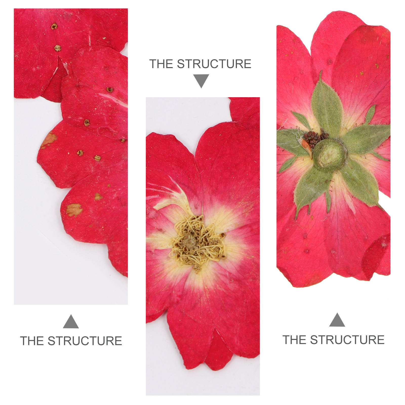 12Pcs Natural Dried Rose Press - Resin Jewelry Kit 리뷰 및 가격