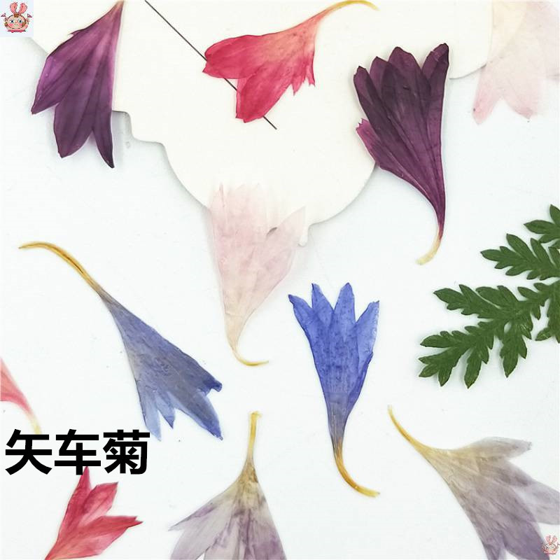 20 Plant Specimens, Cornflower - Resin Jewelry Kit 리뷰 및 가격