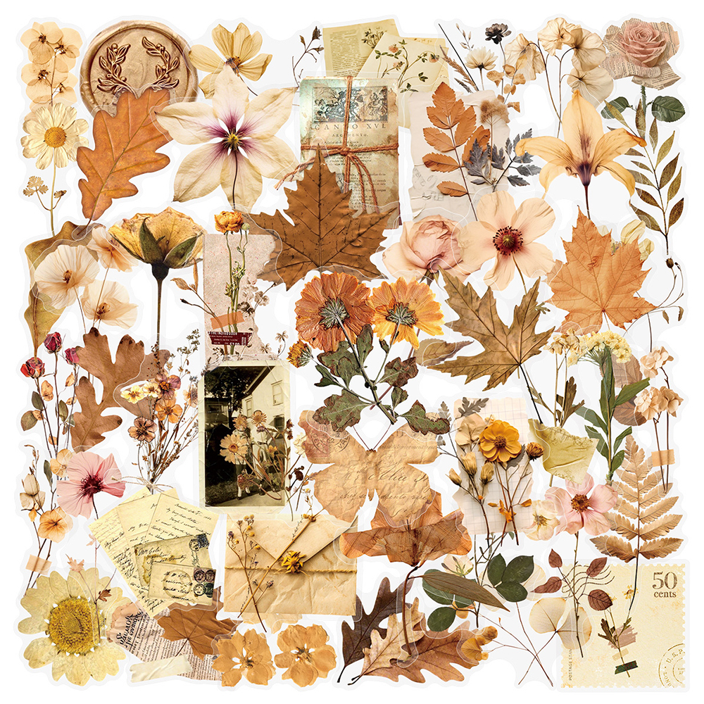 10/30/50pcs Transparent Dried  - Dried Flower Bulk 리뷰 및 가격