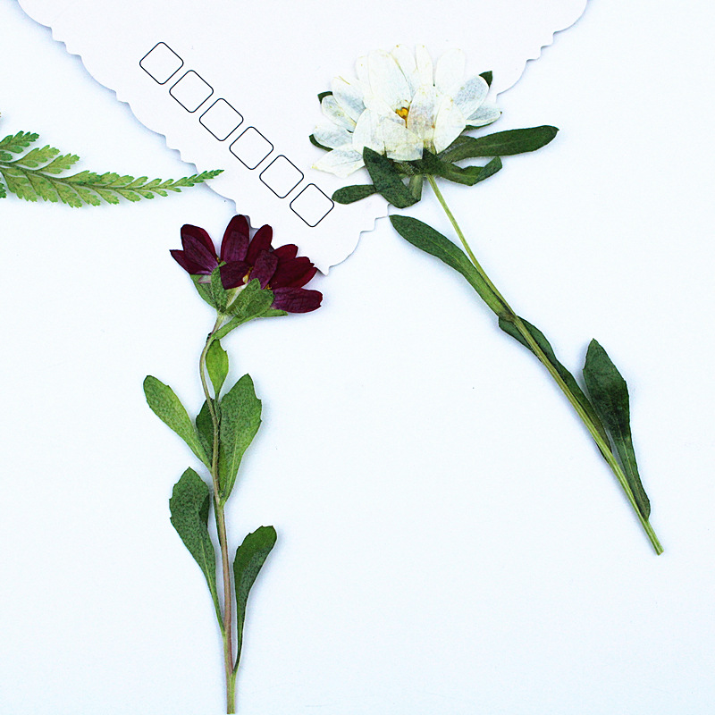 24pcs,Mini Chrysanthemum Press - Resin Craft Ideas 리뷰 및 가격