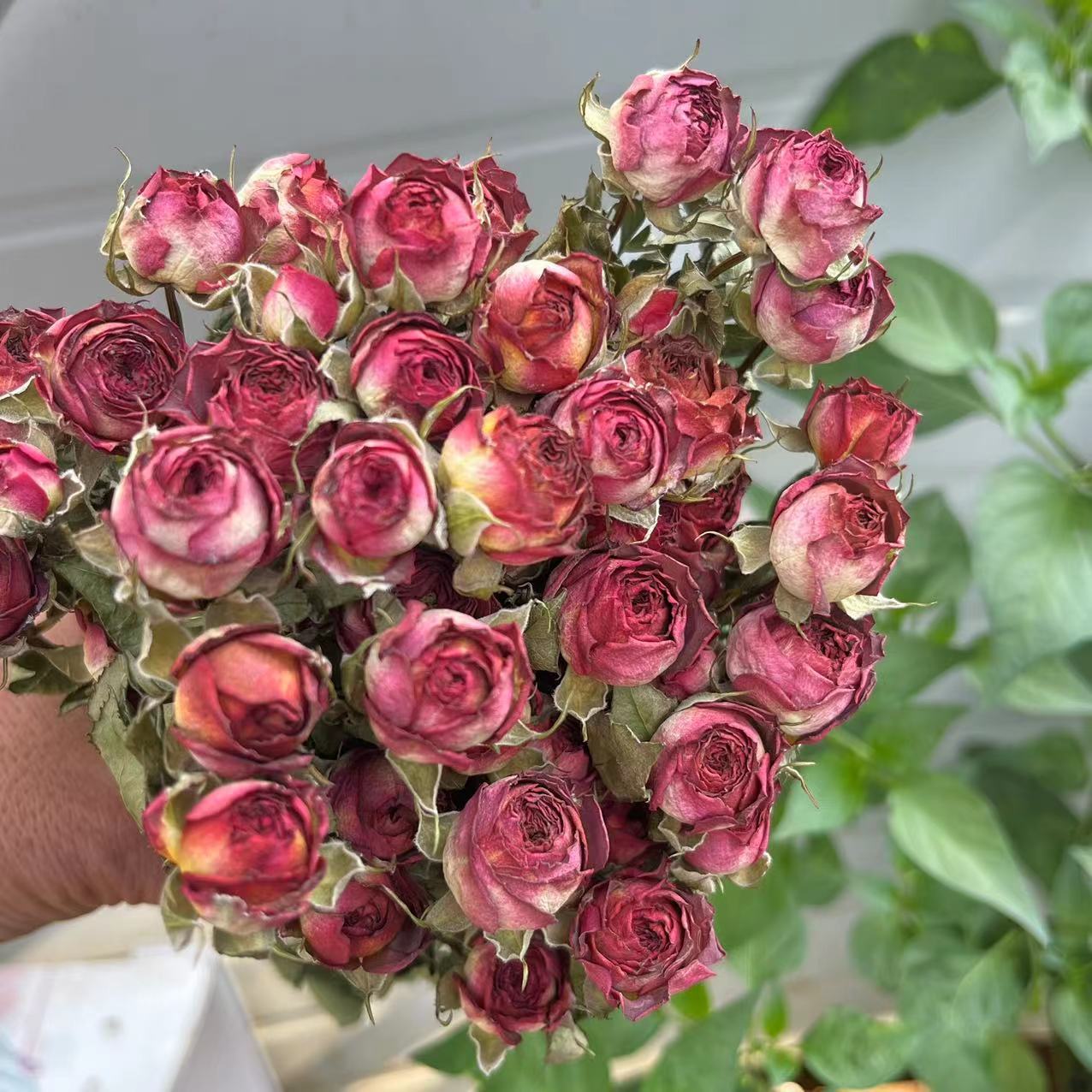 a lot Small Rose, Decorative N - Dried Flower Bulk 리뷰 및 가격