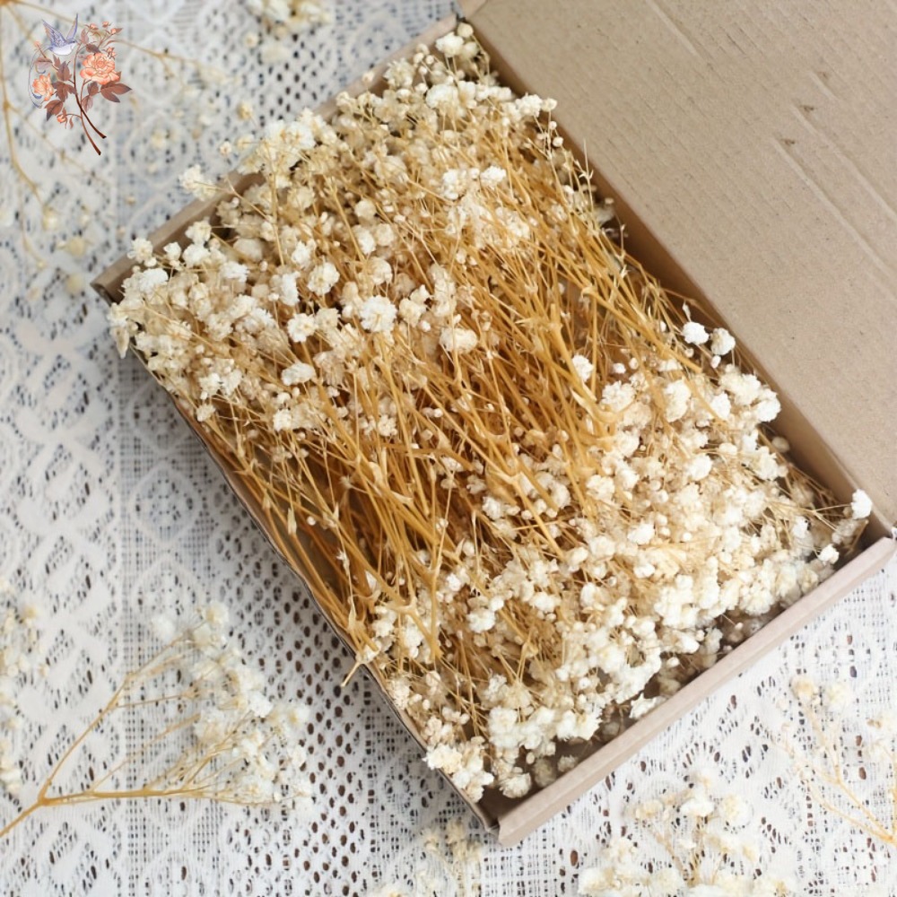 100pcs Mini Dried Baby's Breat - Dried Flower Bulk 리뷰 및 가격
