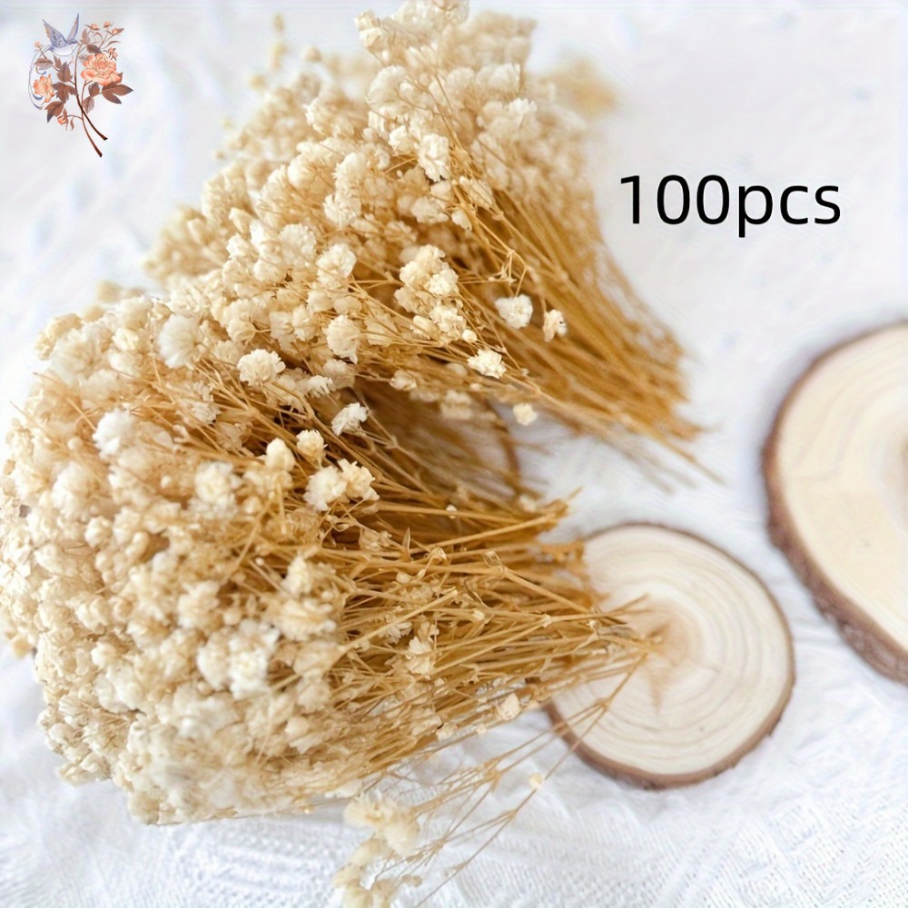 100pcs Mini Dried Baby's Breat - Dried Flower Bulk 리뷰 및 가격